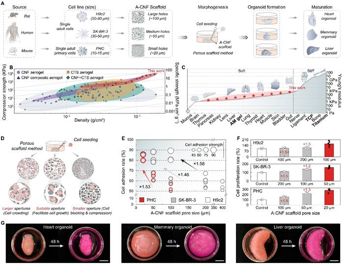 图示 AI 生成的内容可能不正确。